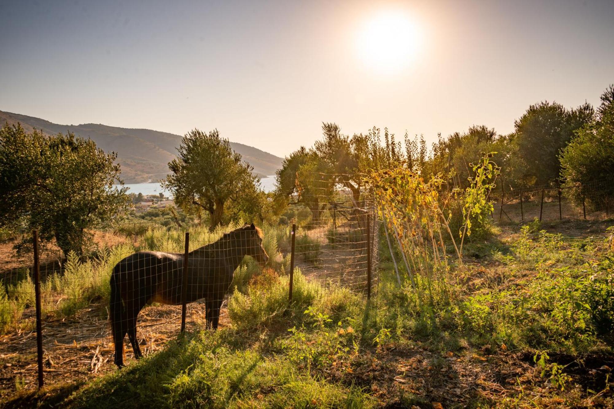 Vila Liodentro - Olea Plataria Exteriér fotografie