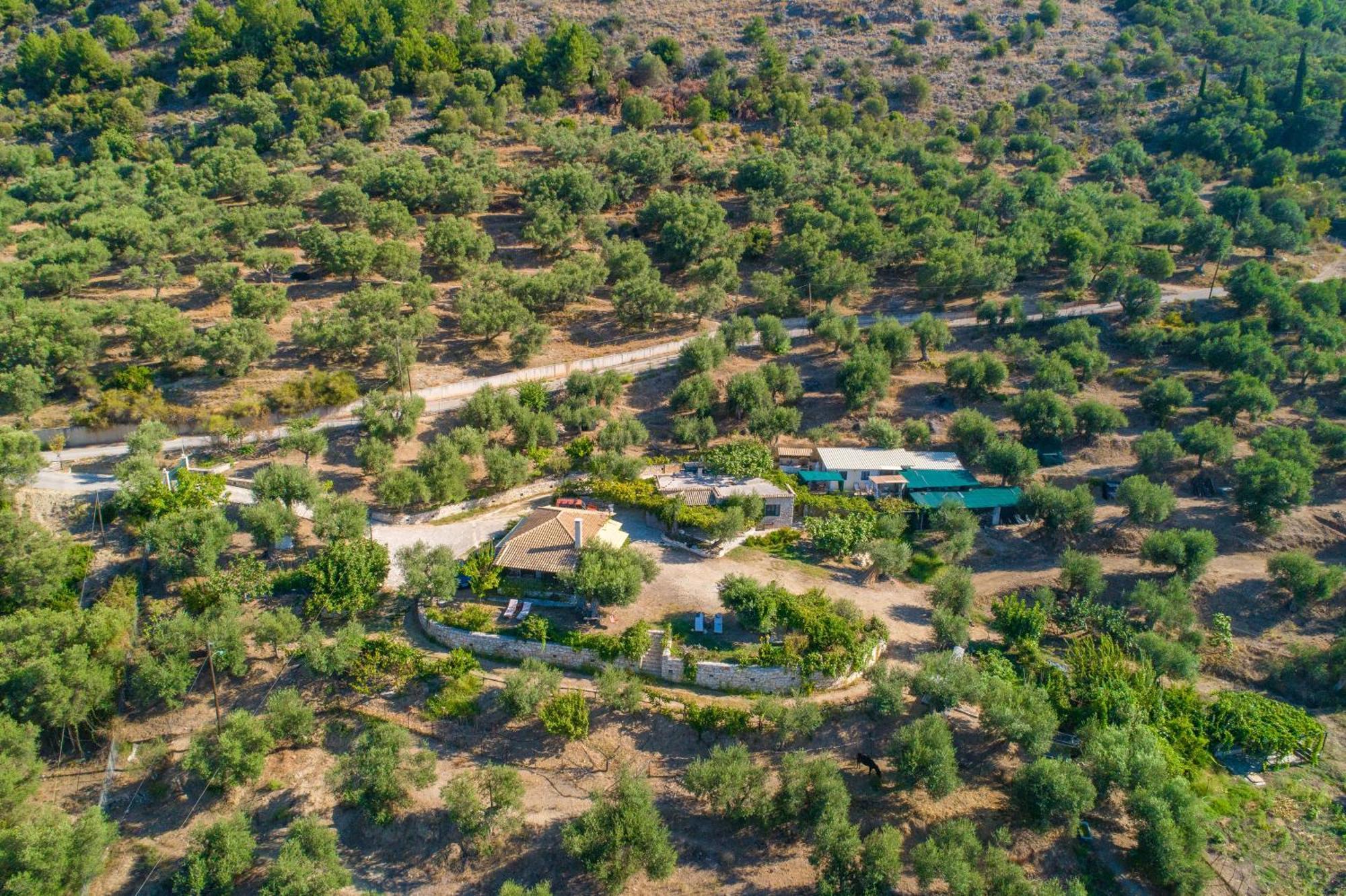 Vila Liodentro - Olea Plataria Exteriér fotografie